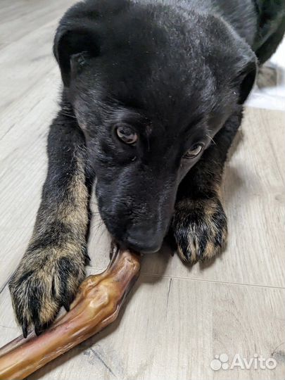 Добрый щенок