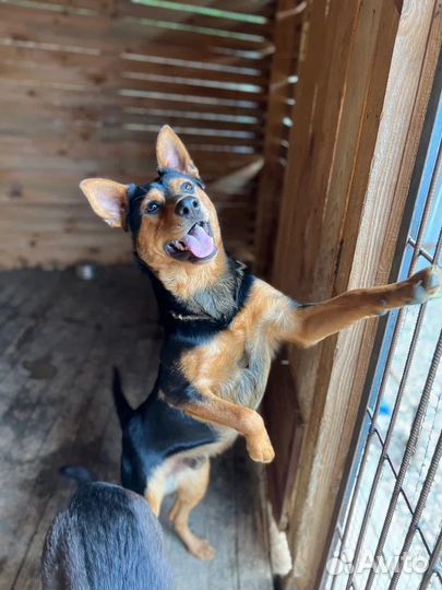 Красавчик Гарри ждет семью, 10 мес