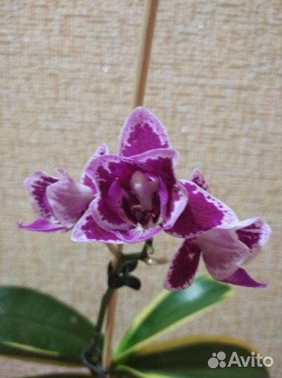Орхидея фаленопсис