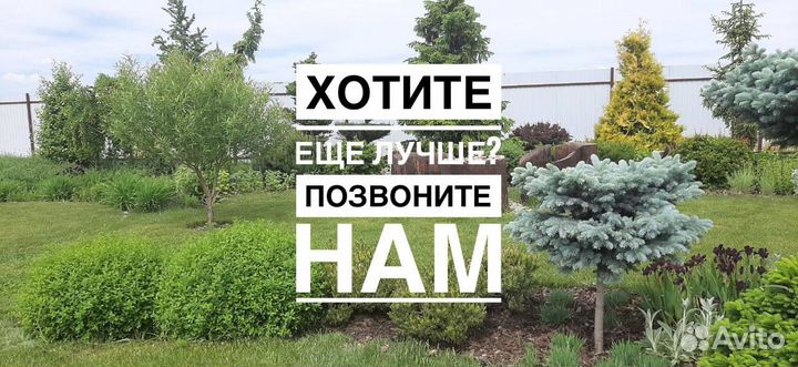 Рулонный газон