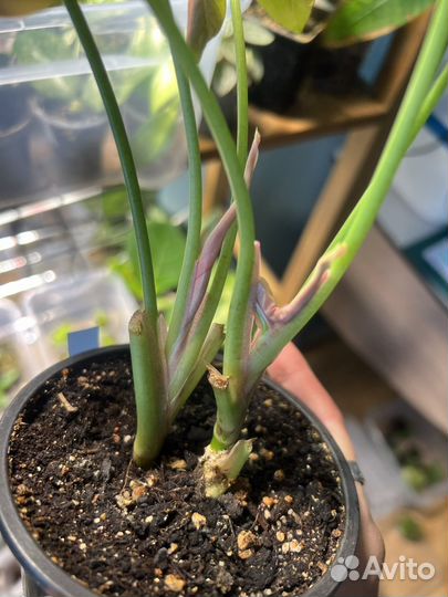 Сингониум neon робуста, орхидея ваниль