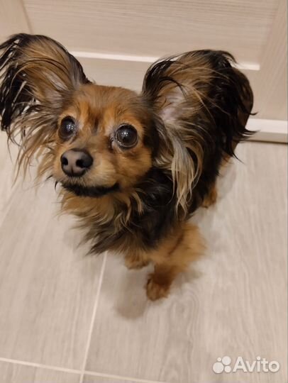 Вязка. Той-терьер