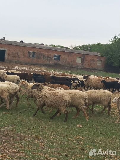 Овцы на мясо
