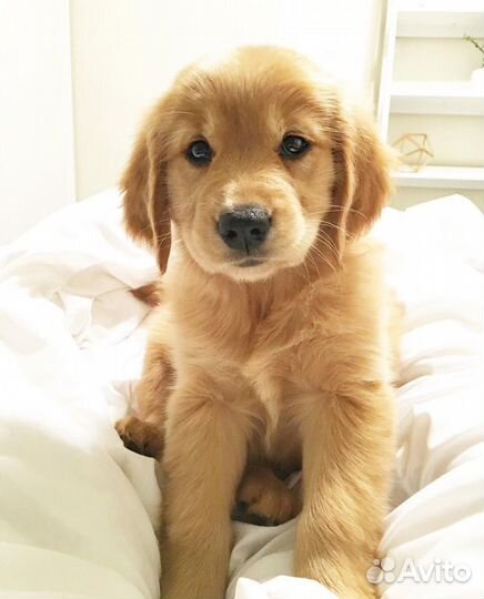 Щенки Золотистого Ретривера