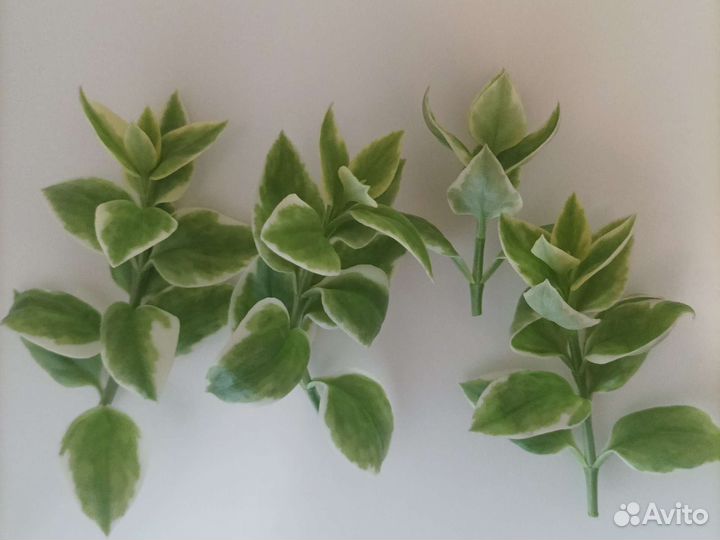 Аптения вариегатная