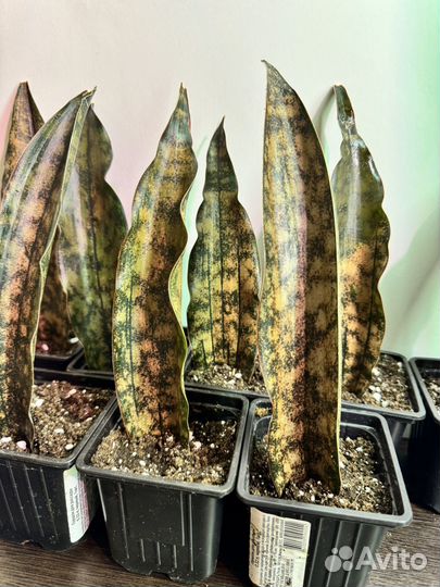 Сансивиерия