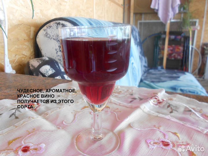 Саженцы винограда