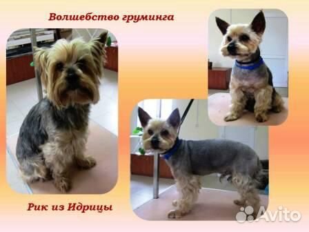Груминг стрижка собак