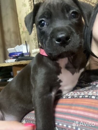 Щенки питбуля