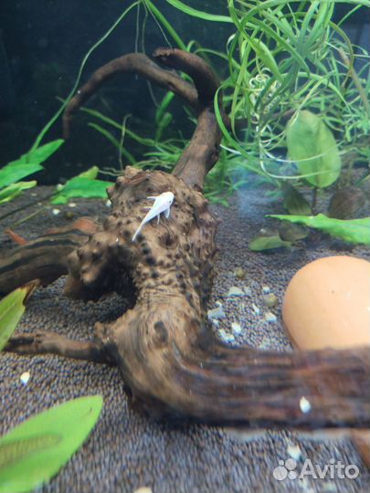 Анциструс снежок