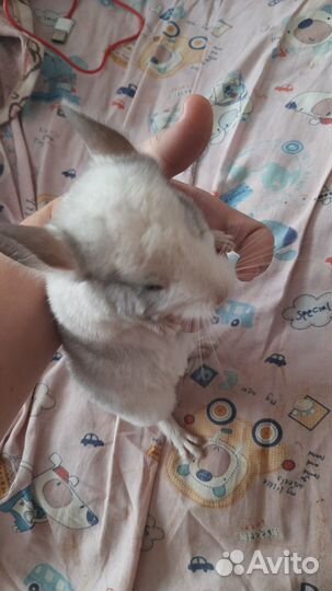 Шиншила