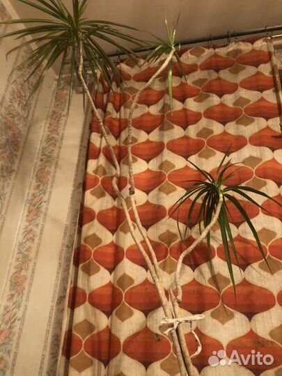 Пальма Юкка в горшке высокая. 2.2 метра