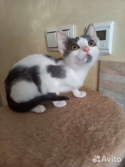 Спасти котёнка