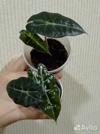 Комнатные растения 2