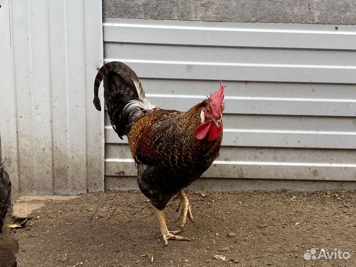 Продам петуха