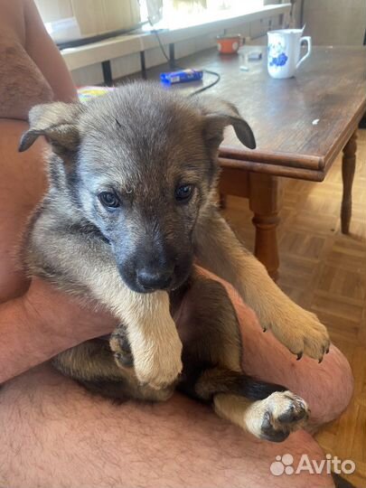 Отдам щенков