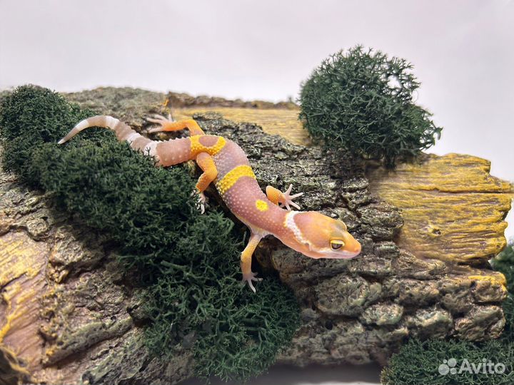 Эублефар (Eublepharis macularius)