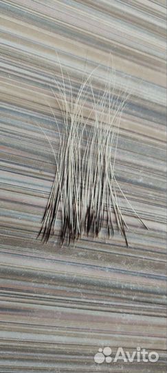 Кошачьи усы