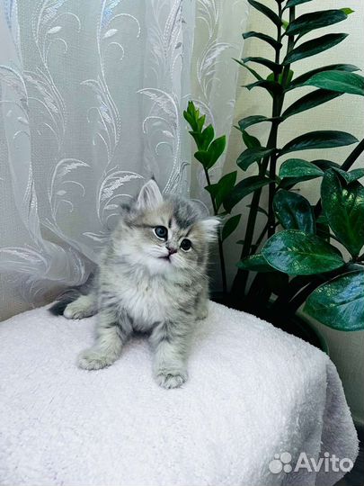 Британская шиншилла