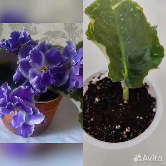 Сортовые фиалки