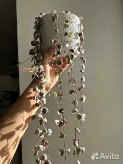 Церопегия вуда вариегатная