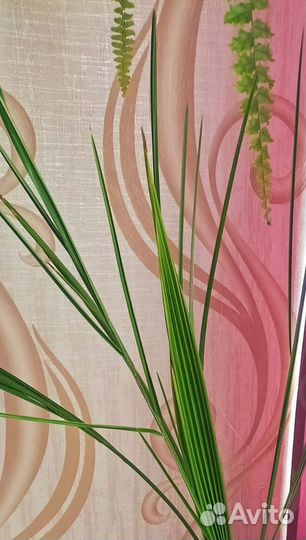 Финиковая пальма