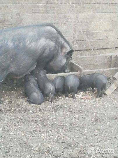 Поросята 