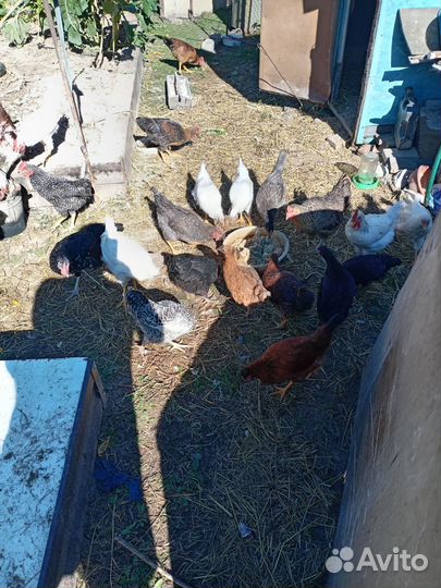 Петухи молодые