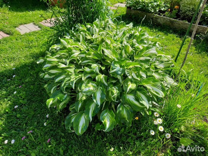 Многолетние садовые растения