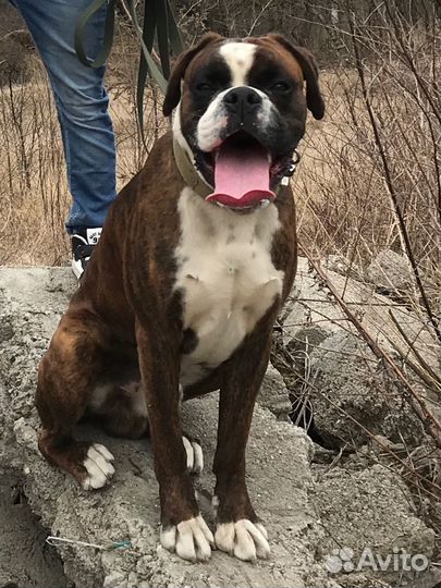 Боксер вязка