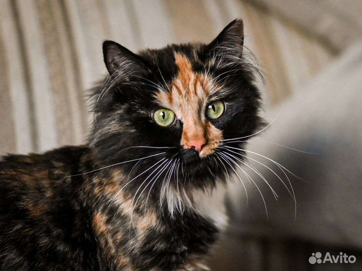 Кошка звезда Тик-Тока в добрые руки