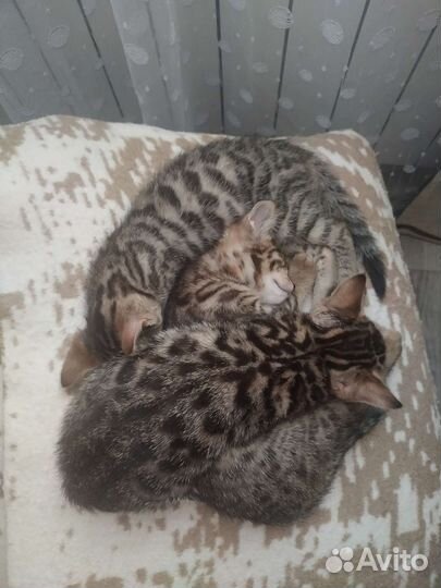 Котята в добрые руки 1,5 месяца