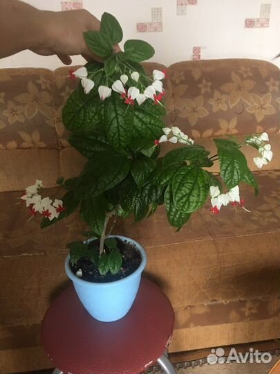 Клеродендрум томпсон