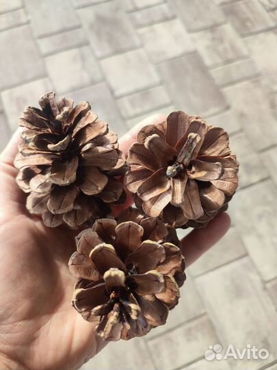 Шишки крымской сосны