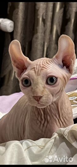 Канадский сфинкс