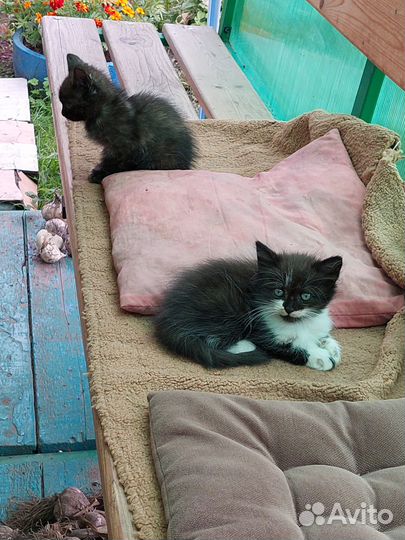 Отдам в добрые руки котенка