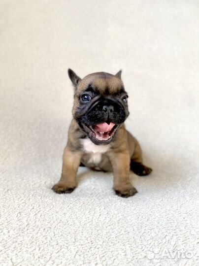 Щенок французского бульдога. Мальчик