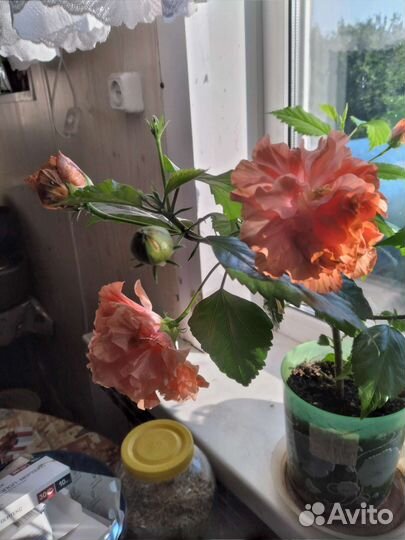 Гибискус текилла санрайз оранжевый махровый