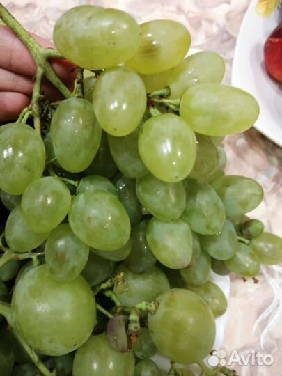 Виноград-саженцы