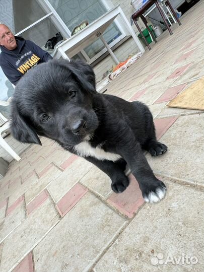 Щенки девочки лабрадор