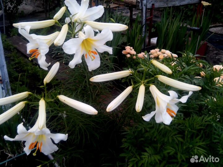 Луковицы тюльпанов, клубни пионов, лилий