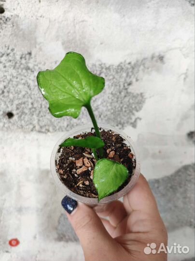 Сингониум сахарное сердце