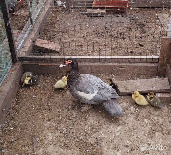 Мускусные утки