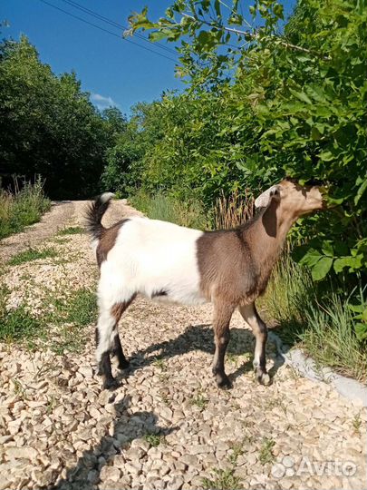 Козлята