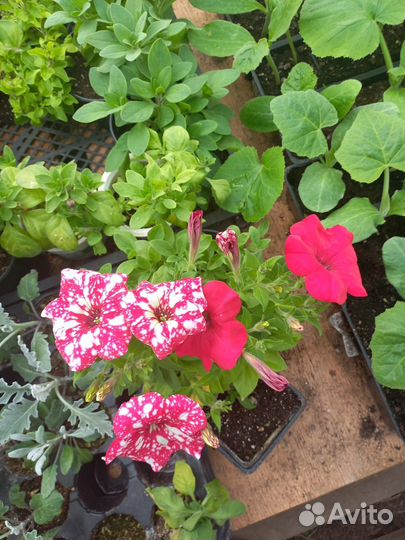 Рассада цветы и овощей