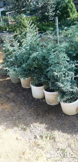 Декоративные и хвойные растения