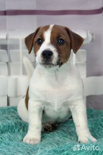Джек Рассел терьер