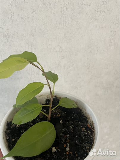 Фикус бенджамина