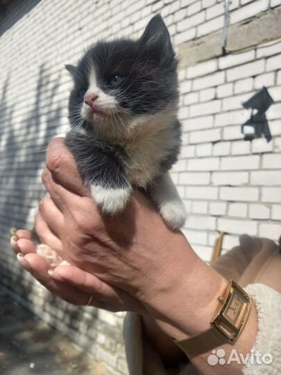 Отдадим котят