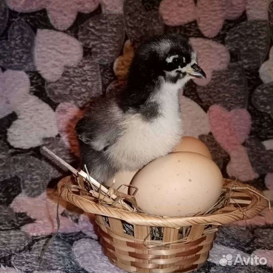 Яйцо инкубационное